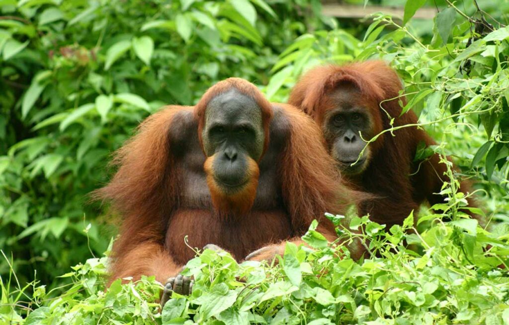 Orang Utan