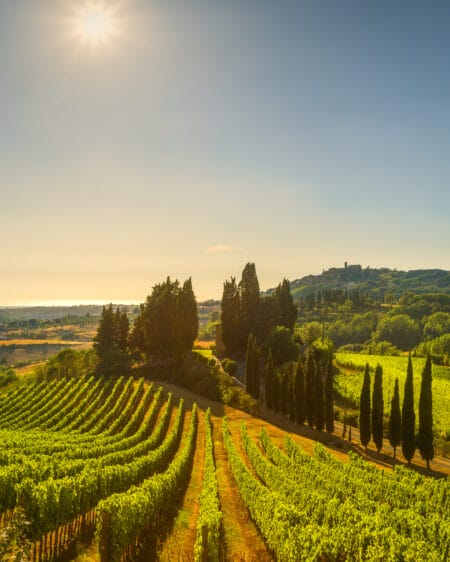 Hügellandschaft in der Toscana im warmen Abendlicht. Im Vordergrund ein Rebberg, im Hintergrund Zypressen und ein Landhaus. Blauer Himmel mit tief stehender Sonne.